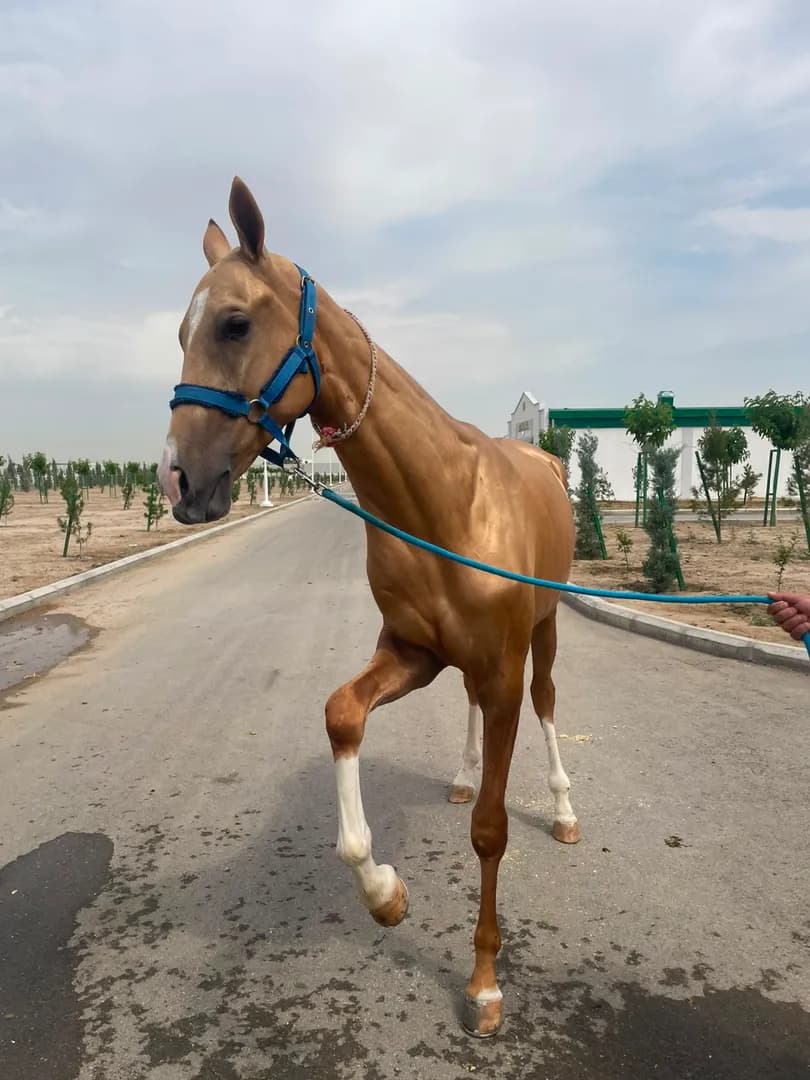 World championship of Ahalteke horses 2026: From 4 to 6 September 2026
