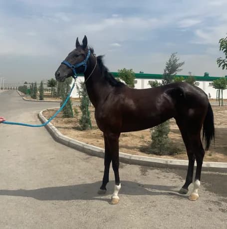 The Akhal-Teke Horse and the Soul of Turkmenistan at Thirty-Five